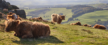 This landscape photograph shows a group of Highland cattle resting and grazing on a grassy slope in the Peak District, Derbyshire, United Kingdom. Taken during the early afternoon in autumn, the image features the distinctive reddish-brown cows and showcases the natural rural scenery characteristic of this region. The vantage point includes sweeping views of the surrounding valley and farmlands, with fields divided by stone walls and patches of woodland visible, all bathed in the soft autumn sunlight. Curbar Edge, a well-known rocky escarpment in the Peak District, can be seen in the left part of the image, adding context to the location. The photograph highlights the interaction between animals and nature in a quintessentially British rural setting.